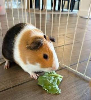 Rescue Guinea Pig Guinea Pigs for Adoption in Palm Harbor, Florida - Snickers And Pumpkin | PetCurious